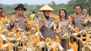 Panen Jagung Hibrida Polres Gunung Mas Capai Empat Ton, Wujud Dukungan Ketahanan Pangan